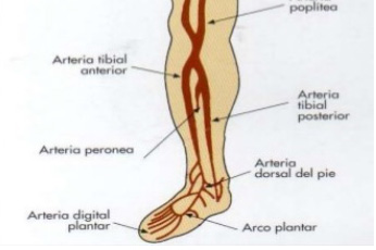 ulceras vasculares: anatomia